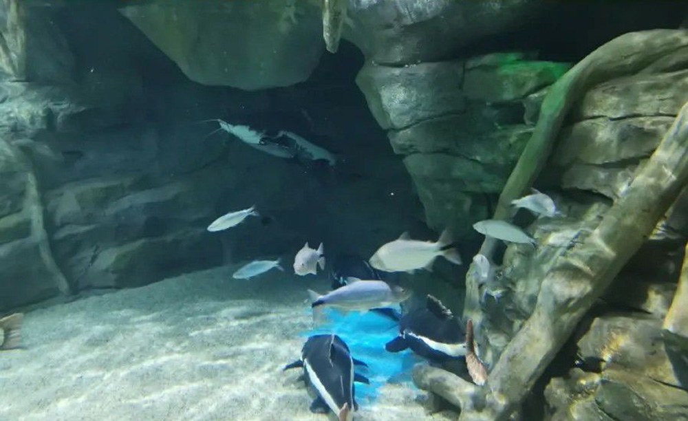 如何解決海洋館空氣潮濕問題？